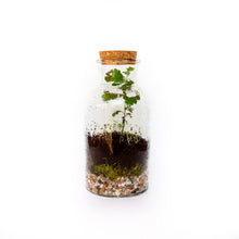 Load image into Gallery viewer, DIY Large Jar Terrarium with Soil and Moss Garden Crafts Kit