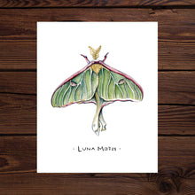 Load image into Gallery viewer, Luna Moth Watercolor Art Print