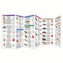 Load image into Gallery viewer, Invasive Animals & Plants Folding Pocket Guide