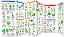 Load image into Gallery viewer, West Virginia Trees & Wildflowers Trifold
