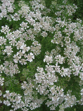 Load image into Gallery viewer, Cilantro Herb