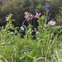 Load image into Gallery viewer, Shade Garden Mix
