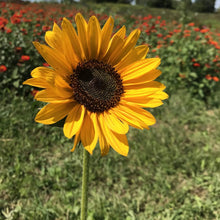 Load image into Gallery viewer, Sunflower Surprise