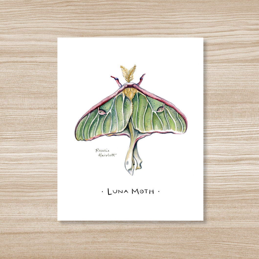 Luna Moth Watercolor Art Print