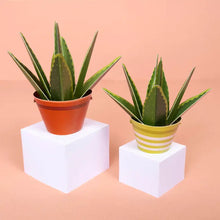 Load image into Gallery viewer, Make Your Own Mini Paper Aloe Vera Plant
