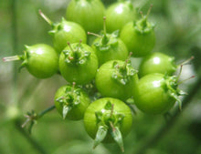 Load image into Gallery viewer, Cilantro Herb

