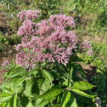 Load image into Gallery viewer, Spotted Joe Pye Weed
