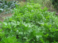 Load image into Gallery viewer, Gigante d'Italia Parsley
