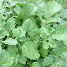 Load image into Gallery viewer, Arugula
