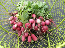 Load image into Gallery viewer, Radiant Radish Mix
