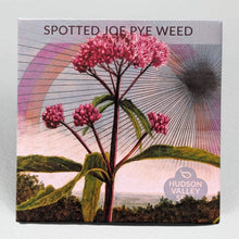Load image into Gallery viewer, Spotted Joe Pye Weed
