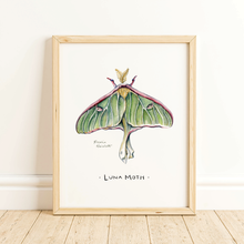 Load image into Gallery viewer, Luna Moth Watercolor Art Print
