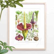 Load image into Gallery viewer, Amorphophallus Species Print
