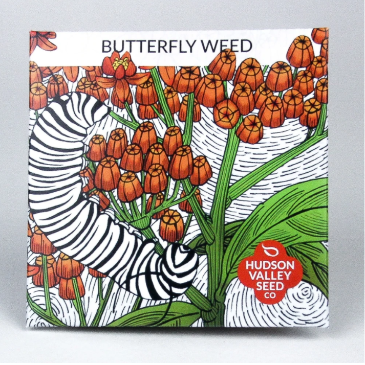 Butterfly Weed