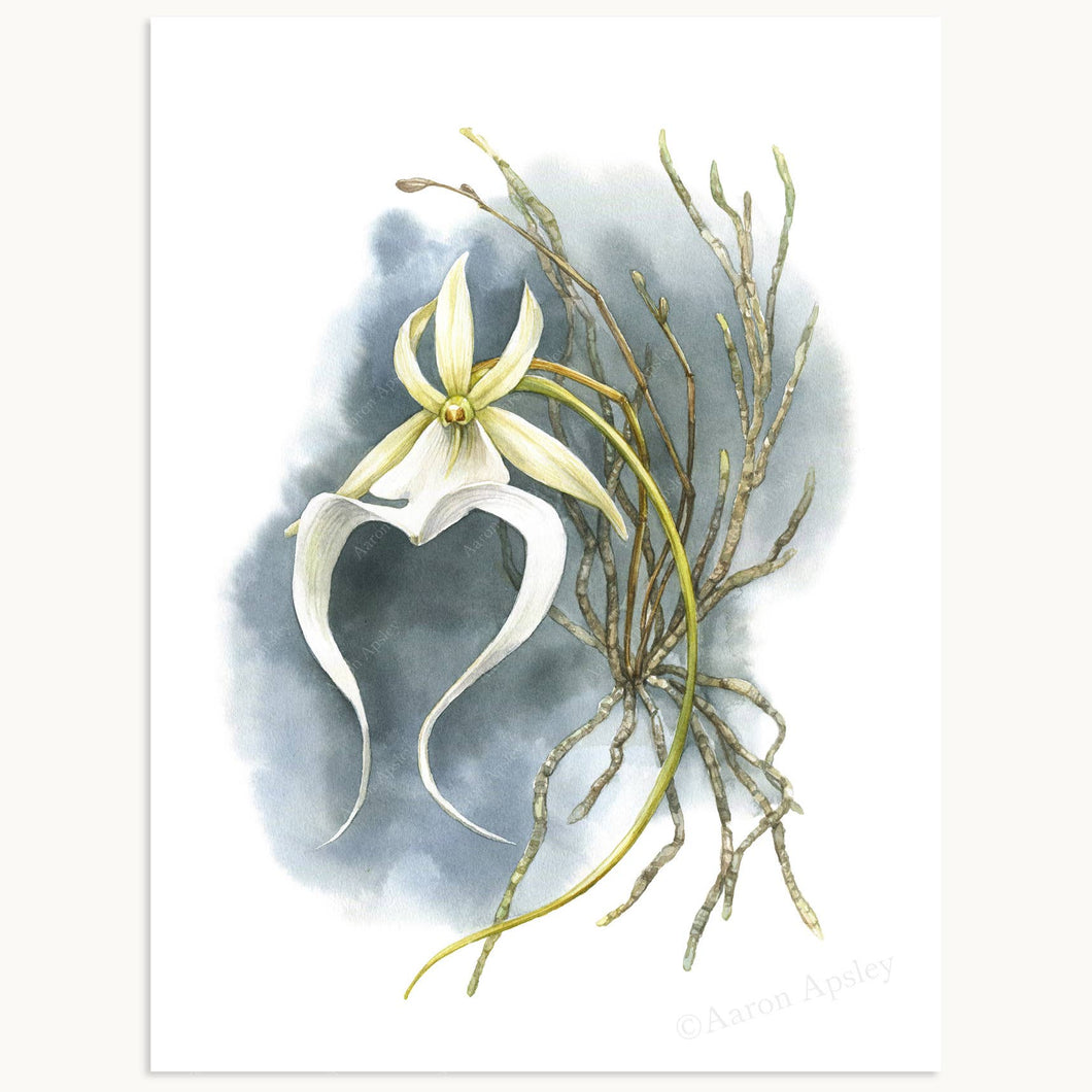 Ghost Orchid Print