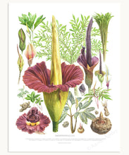 Load image into Gallery viewer, Amorphophallus Species Print
