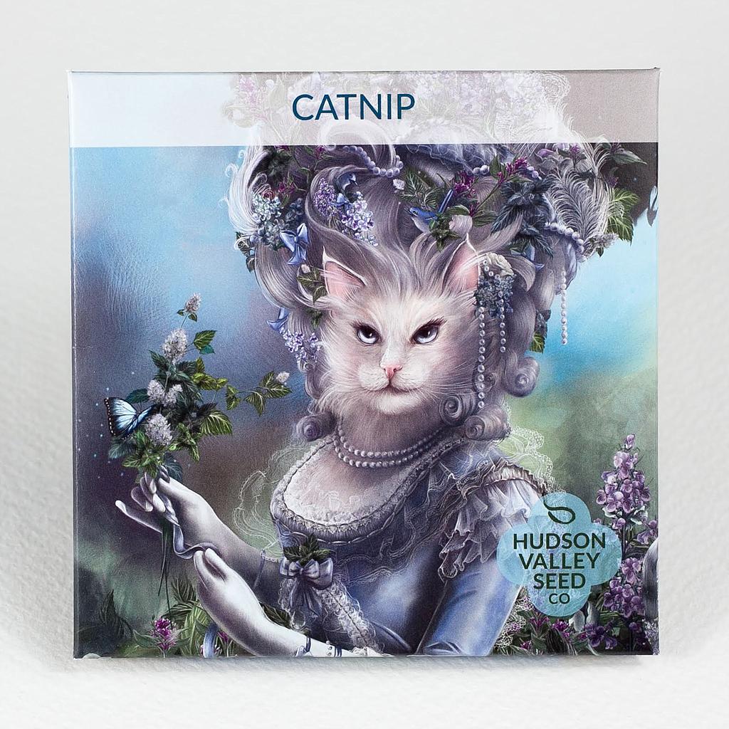Catnip Herbs