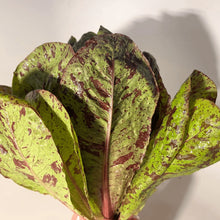 Load image into Gallery viewer, Spotted Trout Lettuce
