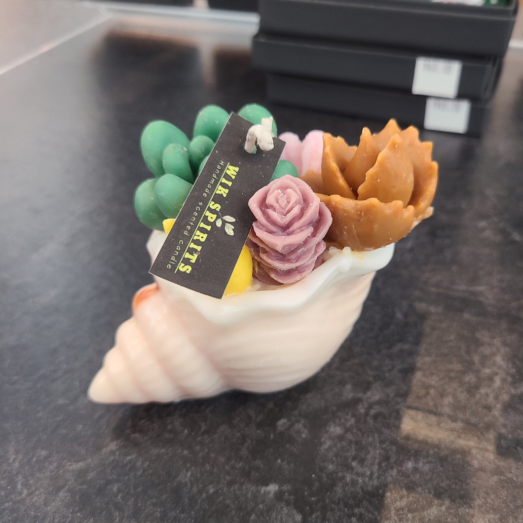 Succulents in Shells