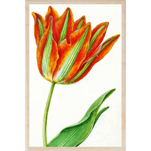 Load image into Gallery viewer, PARROT TULIP Wood Postcard
